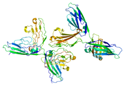 Neural cell adhesion molecule 1