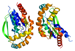 Protein UCK2 PDB 1udw.png