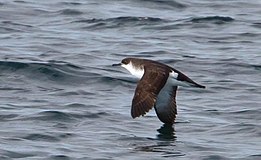 Puffinus puffinus -Iceland -flying-6.jpg