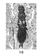 Quedius flichei