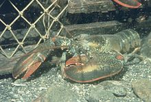 An adult American lobster rests on the sea floor. Rhode Island, Dutch Island, Newport County. R0023623 - Flickr - NOAA Photo Library.jpg