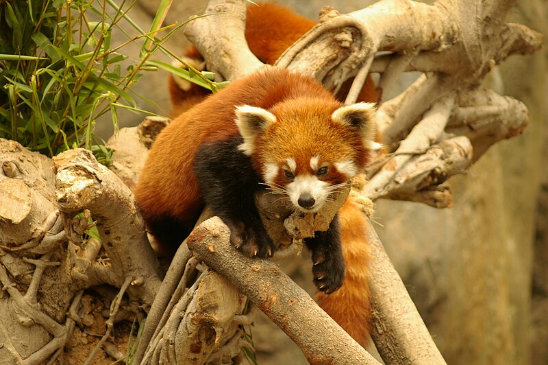 File:Red panda ocean park hk.jpg