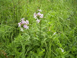 Saponaria-officinalis-plant.jpg