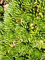 Saxifraga juniperifolia ssp. 
 sancta (Saxifragaceae) detail. 
 JPG