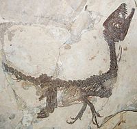 Scipionyx samniticus