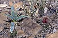 Vergesellschaftet mit Yucca harrimaniae subsp. sterilis