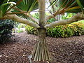 Pandāns botāniskajā dārzā Floridā.