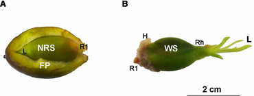 Seeds from Posidonia oceanica. (A) Newly released seeds inside a fruit, (B) one-week-old seeds. FP: fruit pericarp, NRS: newly released seeds, WS: 1-week-old seeds, H: adhesive hairs, S: seed, R1: primary root, Rh: rhizome, L: leaves. Seeds of Posidonia oceanica.png