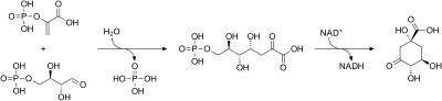 シキミ酸経路 3-デヒドロキナ酸まで