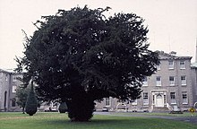 Irlands ältester Baum, der Silken Thomas Yew, liegt auf dem Campus des Maynooth College und ist etwa 7–800 Jahre alt.