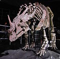 Esqueleto de Sinoceratops em Zhucheng