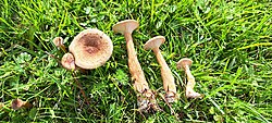 Soomuslehtrik Clitocybe squamulosa