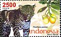 ID093.08, Indonesia, 5 November 2008, Provincial Flora & Fauna - Panthera pardus & Bouea macrophylla