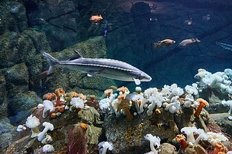 Длинный осетр плавает над анемонами в большом аквариуме