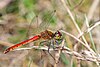 Sympetrum depressiusculum