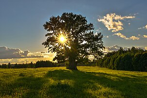 Le chêne de Tamme-Lauri, considéré comme le plus vieil arbre d'Estonie. (définition réelle 7 360 × 4 912)