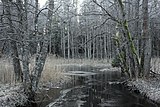 River in a woodland in winter