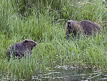 Tayside Beaver mother and kit June 5, 2010 Ray Scott.jpg