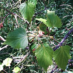 Description de l'image Tilia mandshurica.jpg.