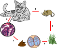 Toxoplasmosis life cycle: 1.Cat eats prey with toxoplasmosis becoming the primary host of Toxoplasma gondii. 2. Toxoplasma gondii disrupts the wall of the cat’s small intestine, forming oocysts, as well as tissue cysts in the brain and muscles. 3.When the cat excretes waste, the feces is contaminated with the oocysts. 4. The feces contaminates the surrounding plants. 5. Organisms eat the plants consuming the oocysts, and become infected by the parasite. When consumed by another organism, the parasite invades the new host, causing the cycle to begin again.