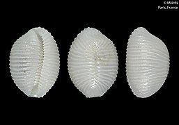 Trivirostra houssayica