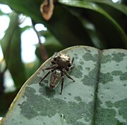 Unidentified Salticidae