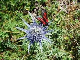 Zygaena contaminei