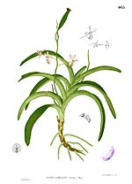 Miniatura para Vanda lamellata