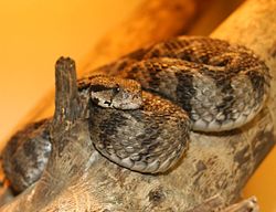 Vipera xanthina