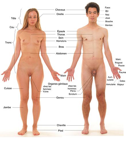 corps humain