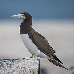 Femia en Green Island, Queensland