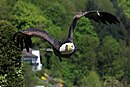 Weisskopf Seeadler haliaeetus leucocephalus 2 amk.jpg