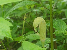 Arisaema tortuosum