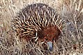 Image 5 Short-beaked Echidna Photo credit: Fir0002 The Short-beaked Echidna (Tachyglossus aculeatus), also known as the Spiny Anteater because of its diet of ants and termites, is one of four living species of echidna. The species is found throughout Australia, where it is the most widespread native mammal, and in coastal and highland regions of southwestern New Guinea. More selected pictures