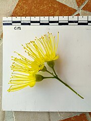 Individual flowers