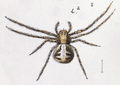 Xysticus audax, hun