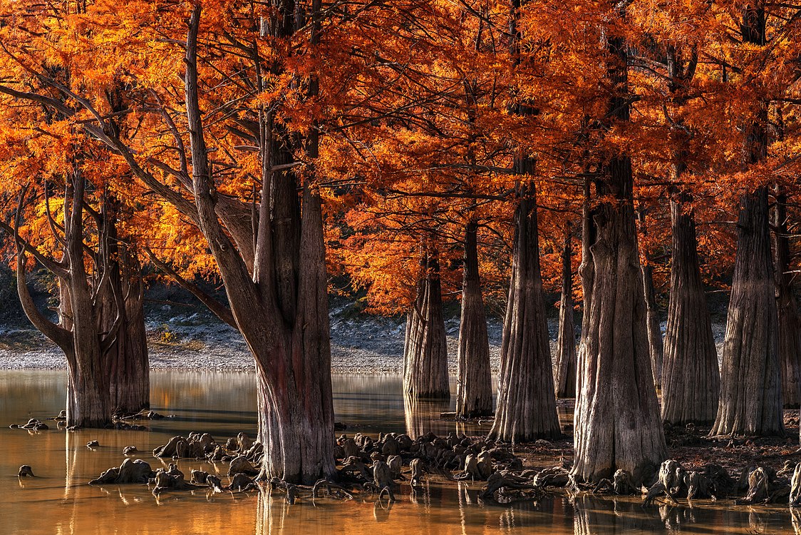 6 место WLE 2018. Болотные Кипарисы (Taxodium distichum) около Сукко, Анапа, Краснодарский край. Автор — Александр Хорошилов