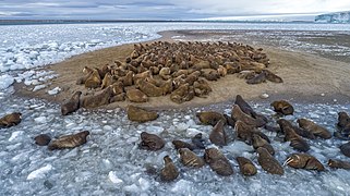 Phoques dans le parc national de l'Arctique russe
