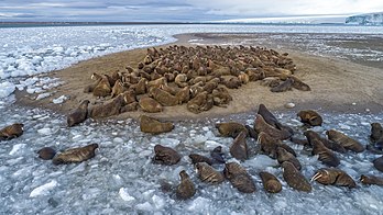 Morsas na ilha Northbrook, arquipélago de Francisco José, oceano Ártico. A morsa (Odobenus rosmarus) é um grande mamífero marinho de nadadeiras com uma distribuição descontínua em torno do Polo Norte, do oceano Ártico e dos mares subárticos do hemisfério norte. Esta espécie é subdividida em duas subespécies: a morsa do Atlântico (O. r. rosmarus), que vive no oceano Atlântico, e a morsa do Pacífico (O. r. divergens), que vive no oceano Pacífico. As morsas adultas são caracterizadas por presas e bigodes proeminentes e seu volume considerável: os machos adultos no Pacífico podem pesar mais de 2 mil quilogramas e, entre os pinípedes, são excedidos em tamanho apenas pelas duas espécies de elefantes-marinhos. As morsas vivem principalmente em águas rasas acima das plataformas continentais, passando uma parte significativa de suas vidas no gelo marinho à procura de moluscos bivalves bentônicos para comer. As morsas são animais sociais de vida relativamente longa e são consideradas uma "espécie-chave" nas regiões marinhas do Ártico. (definição 3 500 × 1 967)