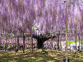 大藤の棚（「迫間のフジ」、栃木県指定天然記念物）