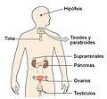 Miniatura para Sistema endocrino