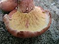 L. sanguifluus infestat de Hypomyces lateritius