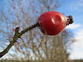 Hockenheimer Rheinbogen, Februar 2014