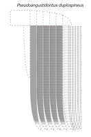 雙排刺偽窄齒蝦的附肢復原圖，虛線的部分是不清楚的部分。