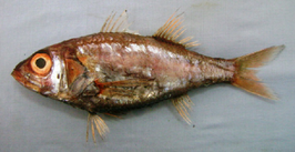 Acropoma japonicum