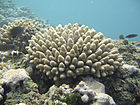 Acropora-koralleja Havaijilla.