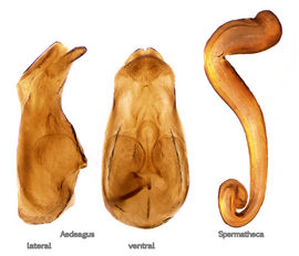 Эдеагус и сперматека самки