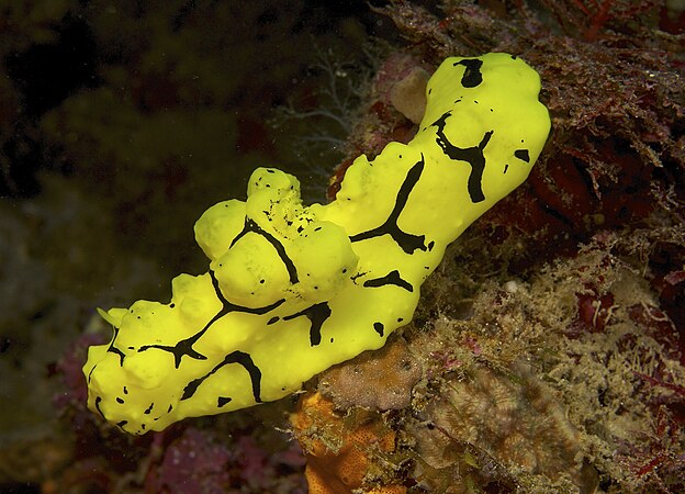 一種裸鰓類無殼海洋腹足類軟體動物Notodoris gardineri。