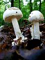 Amanita citrina albuie