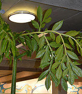 A. titanum varaqalari, Muttart konservatoriyasi, Edmonton, Kanada